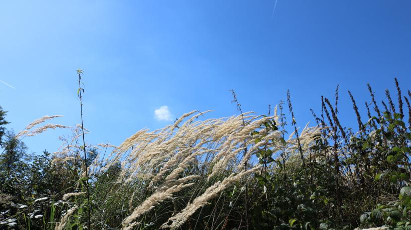 Besinnung und ein Leben im Einklang mit der Natur im Kloster NaturSinne (Foto: Ina Jungbluth) Besinnung und ein Leben im Einklang mit der Natur im Kloster NaturSinne (Foto: Ina Jungbluth)