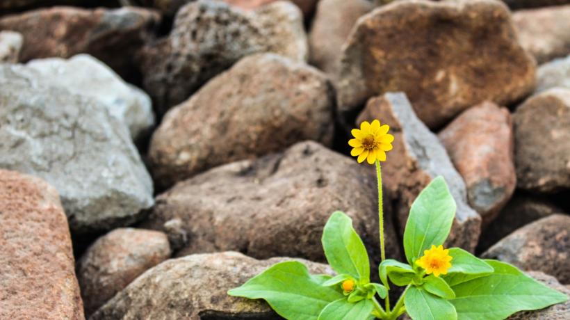 Kleine gelbe Blume wächst auf einem Untergrund aus großen Steinen.