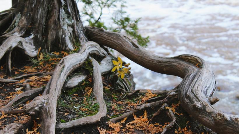 Wurzelgeflecht eines Baumes am Ufer eines Gewässers auf dem Waldboden.
