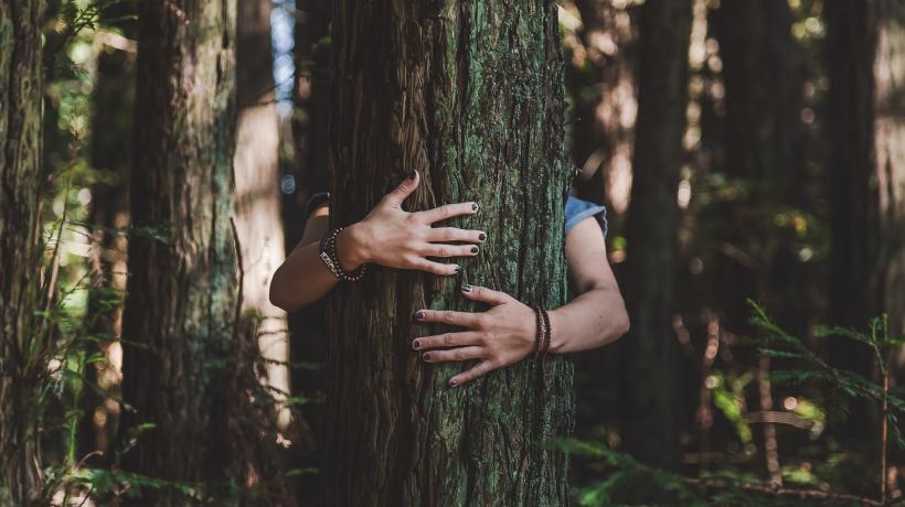 Eine Person mit dunkel lackierten Fingernägeln umarmt einen Baum. Ihr Körper und Gesicht werden von ihm verdeckt. Im Hintergrund sind weitere Bäume zu sehen.