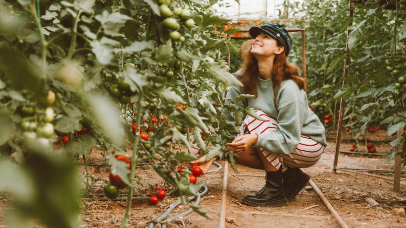 Eine Frau hockt in einer Gärtnerei lächelnd vor einem Tomatenstrauch.