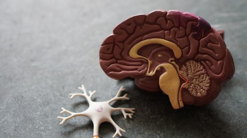 Ein aus Plastik hergestelltes halbiertes Gehirn und eine stark vergrößerte Nervenzelle liegen auf einem Tisch.