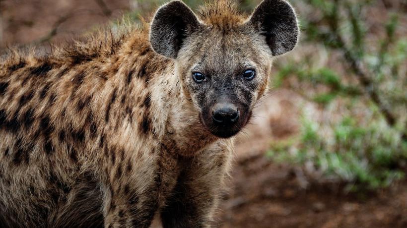 Foto einer Hyäne