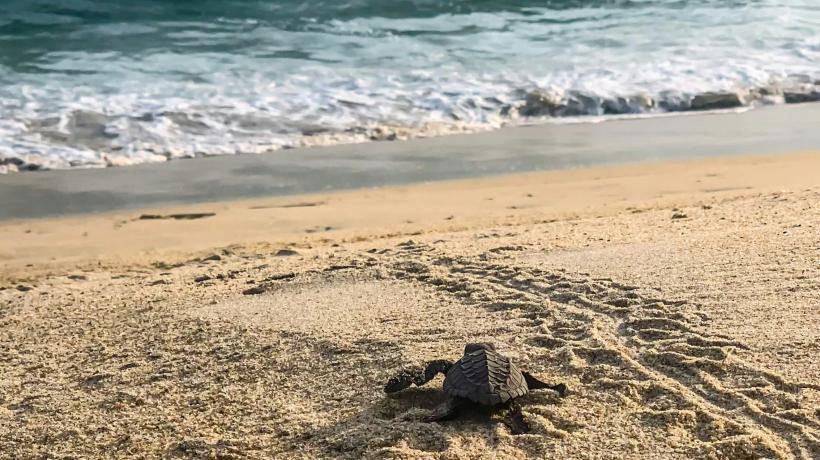 Eine Schildkröte am Meeresstrand