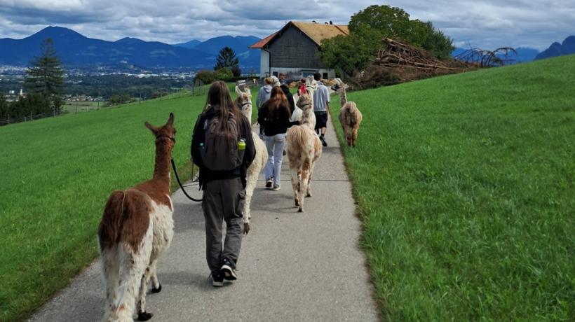 Eine Kolonne aus Lamas und Jugendlichen in den Alpen