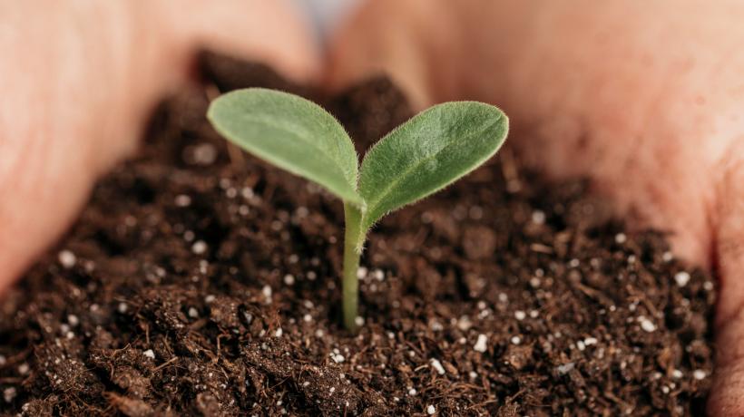 Ein Pflanzenspross in der Erde.