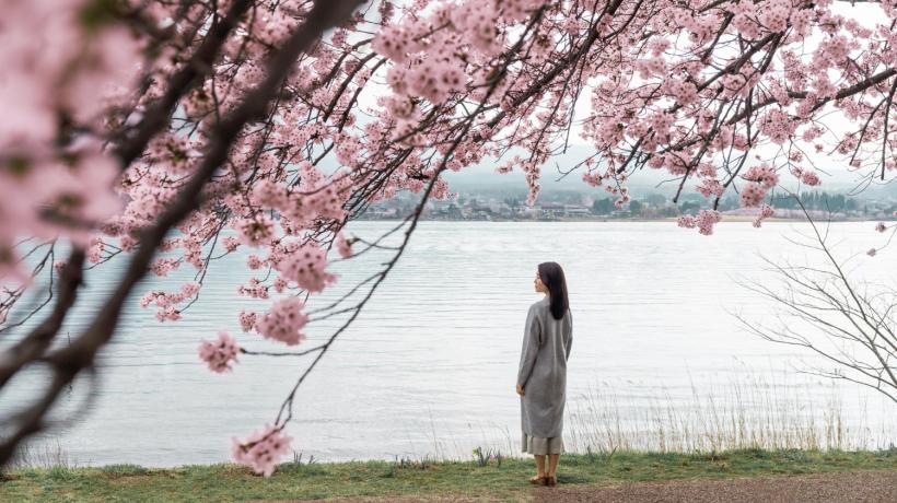 Eine Frau unter einem japanischen Kirschbaum am See.