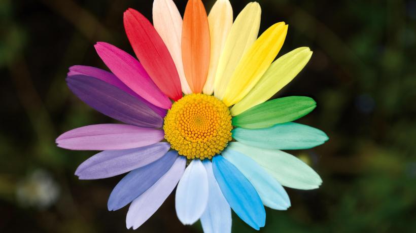 Eine Blume, deren Blütenblätter die Farben des Regenbogens abbilden.