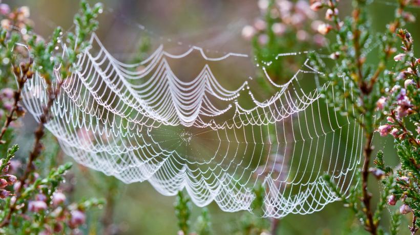 Ein Spinnennetz zwischen Pflanzen