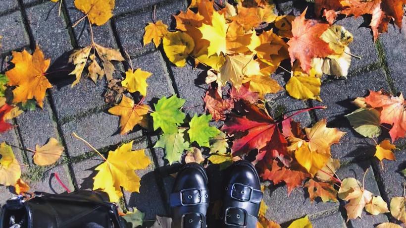 Herbstlaub auf Asphalt von oben