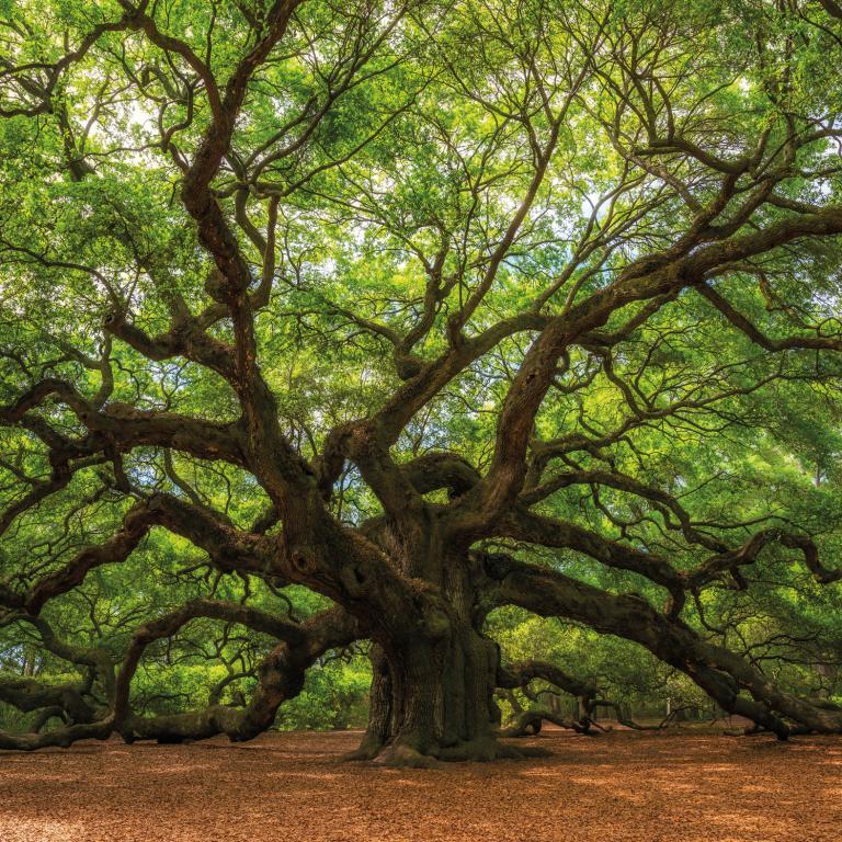 Angel Oak Tree in South Carolina, © Michael / Adobe Stock # 129624301