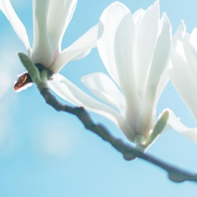 Blüten vor blauem Himmel