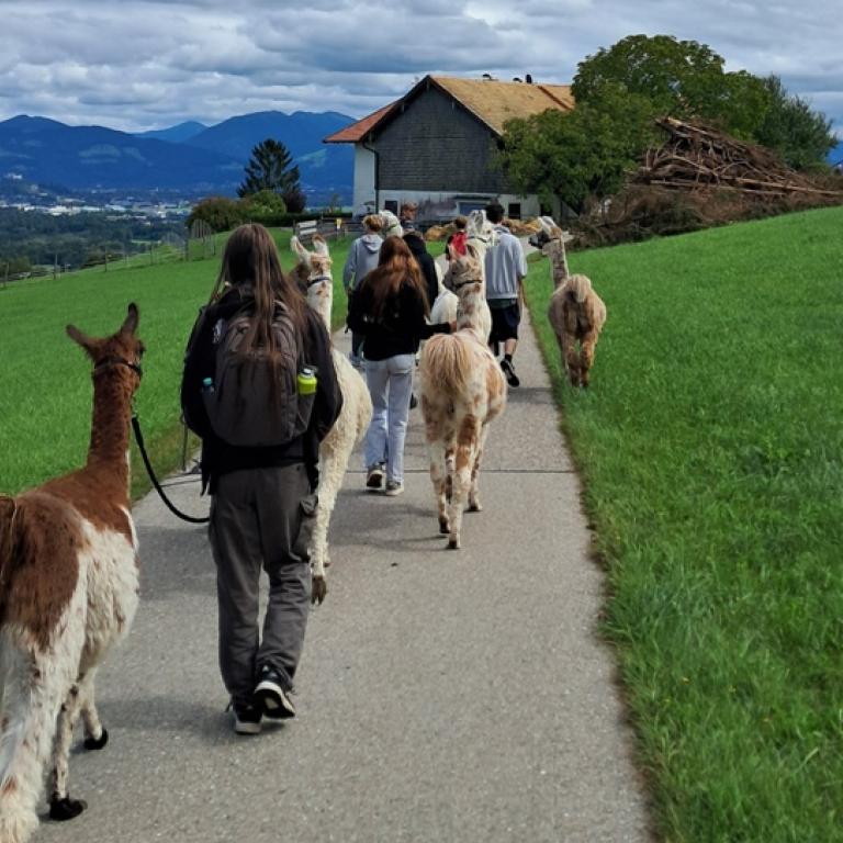Eine Kolonne aus Lamas und Jugendlichen in den Alpen
