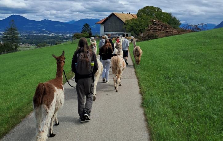 Eine Kolonne aus Lamas und Jugendlichen in den Alpen