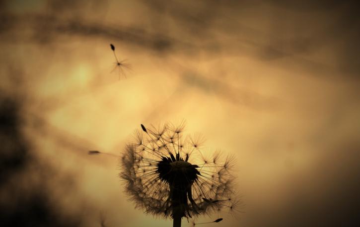 Eine Pusteblume vorm wolkigen Abendhimmel.