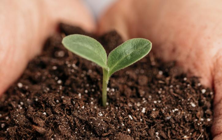 Ein Pflanzenspross in der Erde.