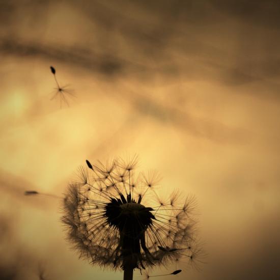 Eine Pusteblume vorm wolkigen Abendhimmel.