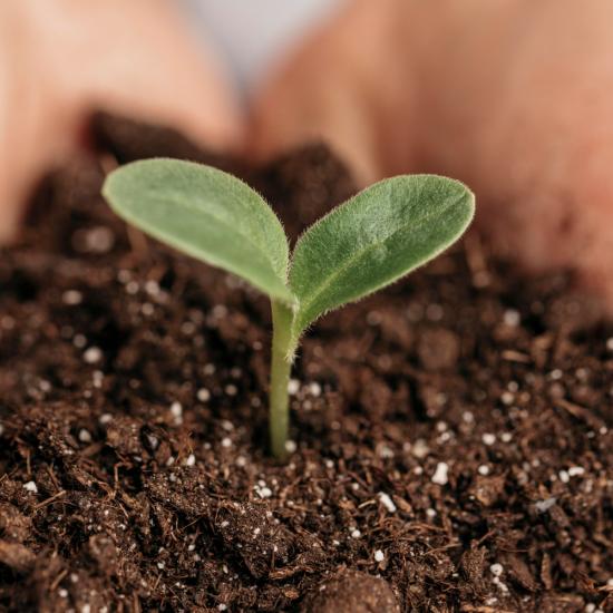 Ein Pflanzenspross in der Erde.