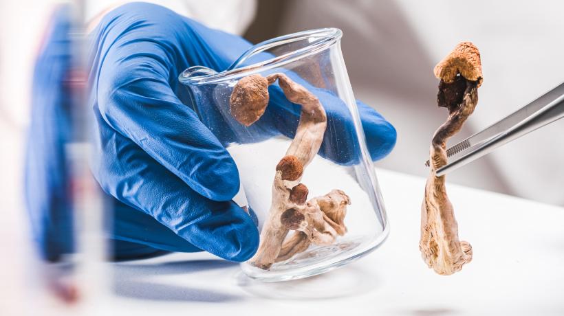 Person mit blauen Handschuhen steckt mit einer Pinzette einen getrockneten Pilz in ein Glas.