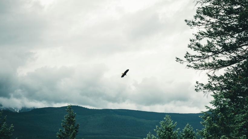 Ein Vogel ist weit entfernt sichtbar, wie er am bewölkten Himmel über einem Wald fliegt.
