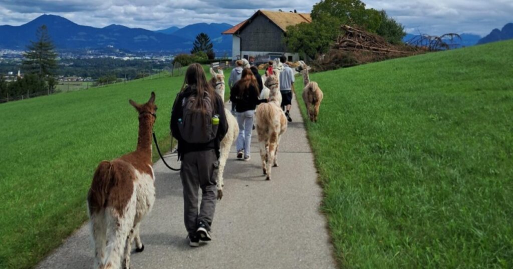 Lamas statt Likes: Was mediensüchtigen Jugendlichen zurück ins Leben hilft