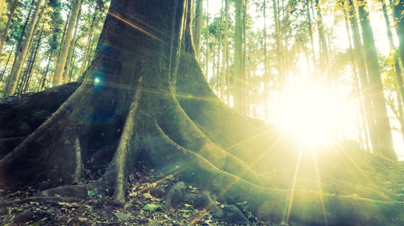 Die Sonne scheint zwischen den Bäumen im Wald hindurch.