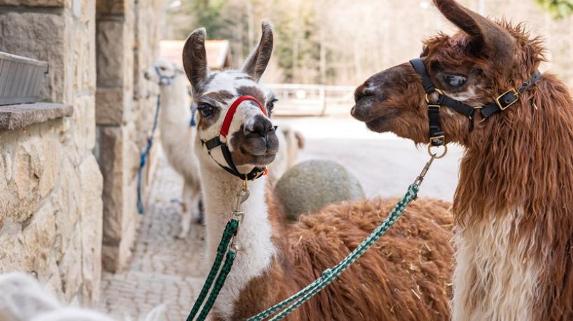 Zwei Lamas im Hof.