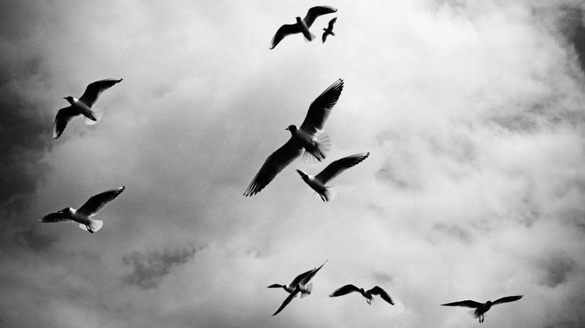 Möwen vor Himmel, schwarz/weiß