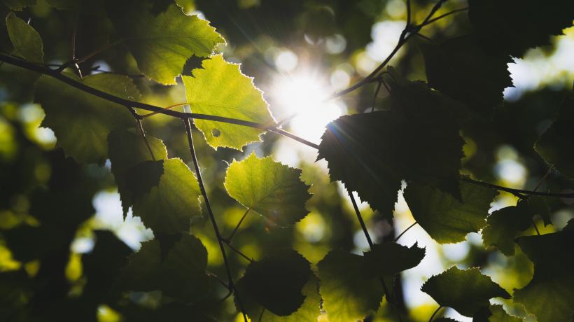 Äste mit Blättern durch die man Sonnenschein sieht