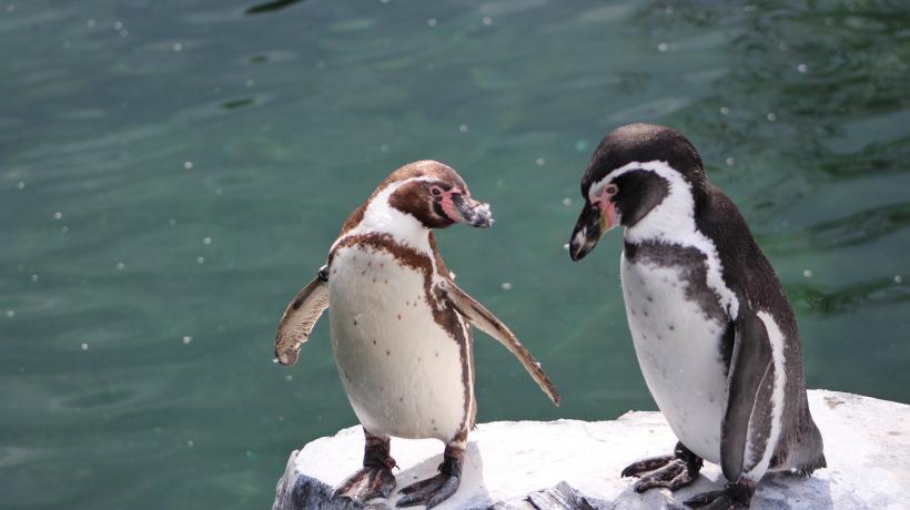 Zwei Pinguine am Ufer.
