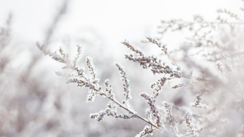 Dünne Baumwipfel und -zweige in weiß-winterlichen Farben