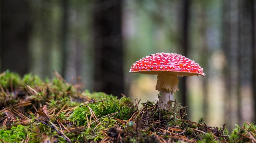 Fliegenpilz auf Waldboden