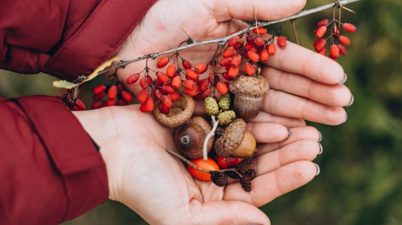 Hände halten Eicheln und Beeren aus dem Wald