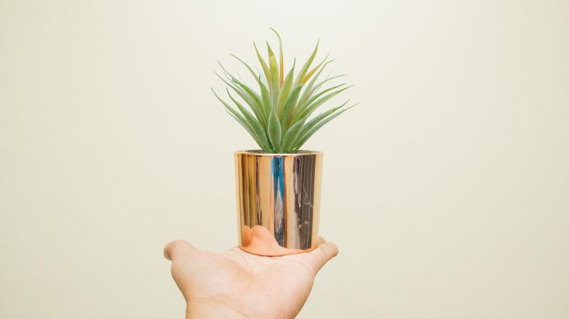 Hand hält Blumentopf mit Sukkulent