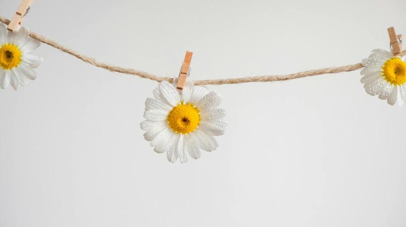 Gänseblümchen mit Wäscheklammern an einer Paketbandkordel befestigt