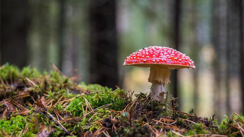 Eine Fliegenpilz auf bemoostem Waldboden.