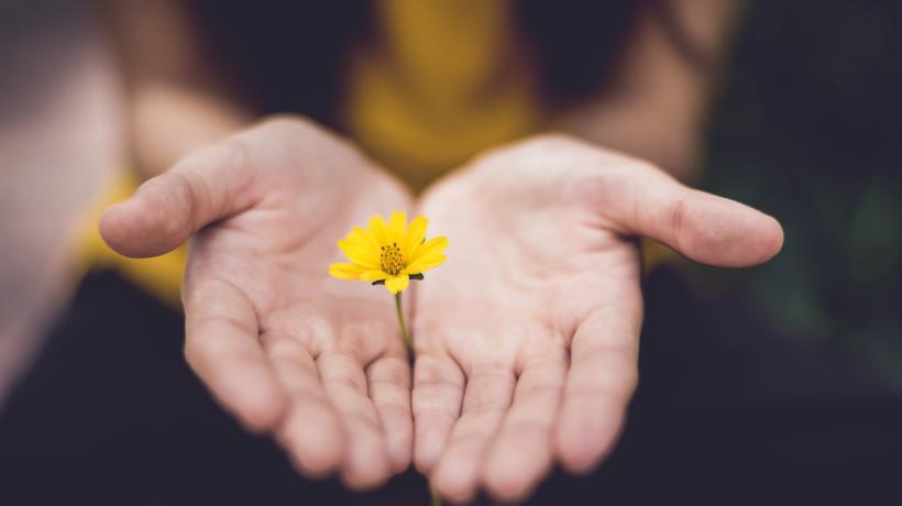 Geöffnete Hände, in deren Fläche eine gelbe Blüte liegt