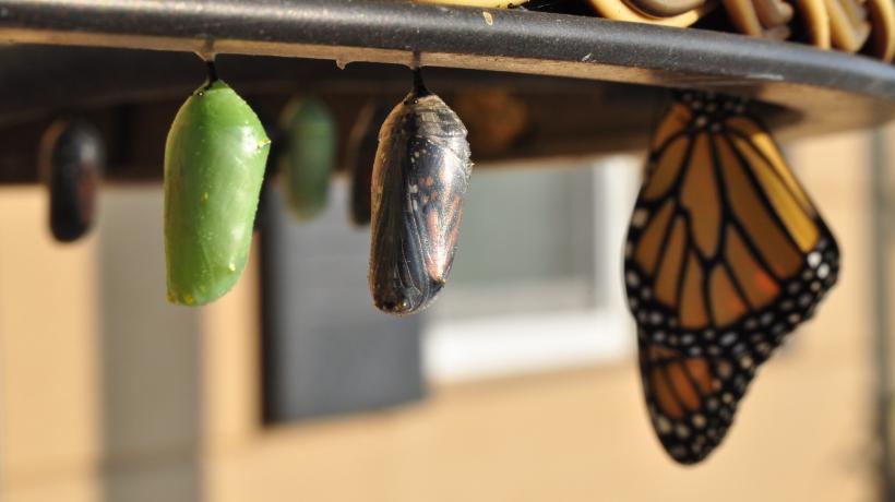 Zwei Kokons in unterschiedlichen Stadien und ein fertiger Schmetterling hängen nebeneinander an an einem Korb.