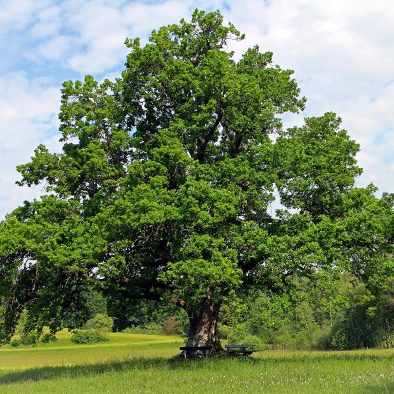 Telos Institut für Psychotherapie gGmbH